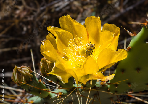 Bee pollinating in prickly pear yellow flower e