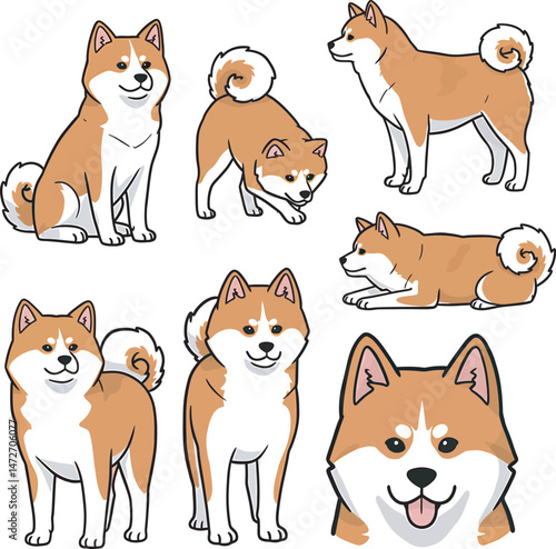 Akita Dog breed vector