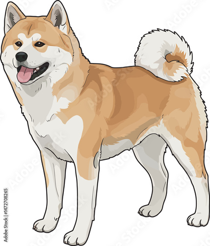 Akita Dog breed vector