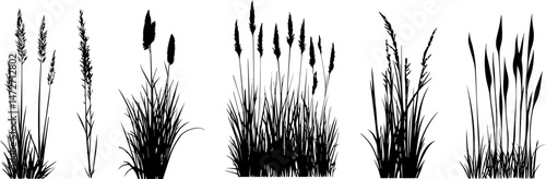 Silhouette of cattails and reeds. Wild grass on the river bank. Swamp coastal plants.
