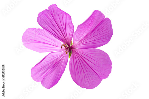 Beautiful pink flower with delicate petals on a transparent background