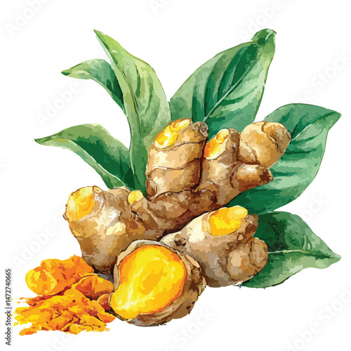 Turmeric root, cut-out illustration of healthy spice