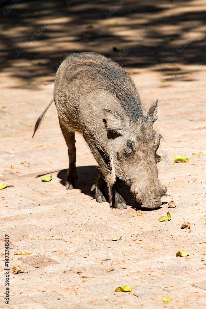Fototapeta premium warthog