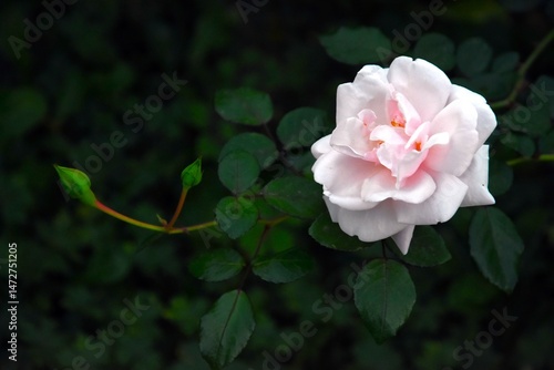 Wallpaper Mural Pink rose in the garden Torontodigital.ca