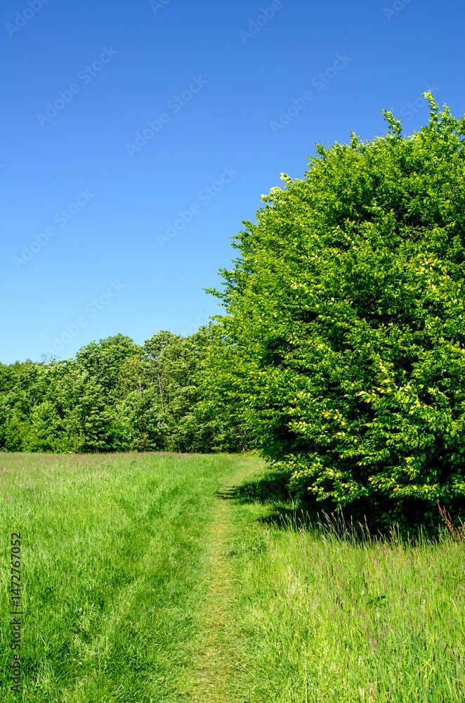 Obraz premium Grassy path through green field and forest edge under clear blue summer sky in countryside nature landscape