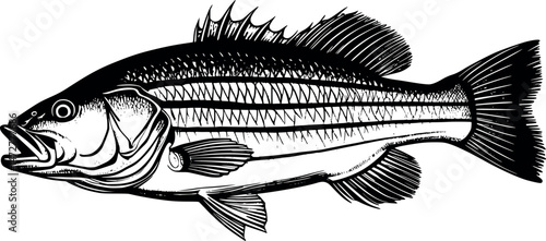 Engraved striped bass fish in vintage illustration style on white