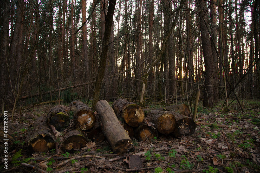 Stumps in the woods in sunlight trees spring background Stumps in the woods in sunlight trees spring background