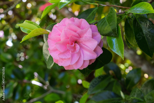 Beautiful close-up of Pink Camellia set among green leaves