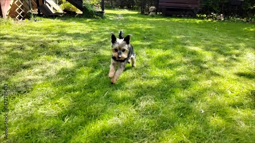 dog on the grass  running in slow motion