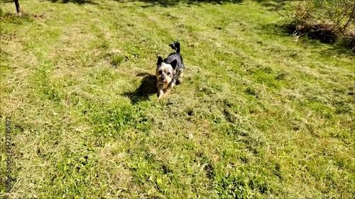 dog on the grass  running in slow motion