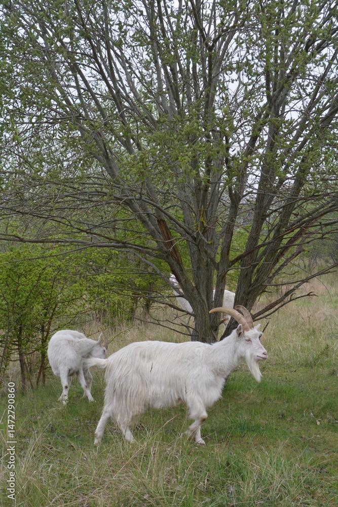 Obraz premium Goats Walking and Grazing Beneath Leafy Tree in Spring Meadow