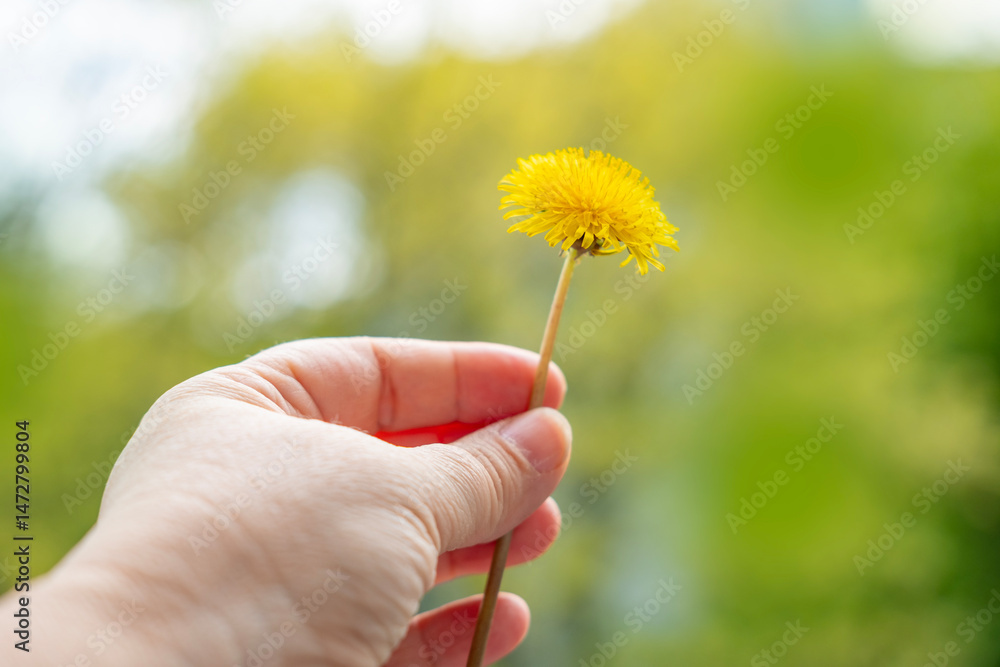 Fototapeta premium yellow dandelion in female hand, background summer mood, seasonal rejuvenating power nature, healthy lifestyle, rejuvenating power nature