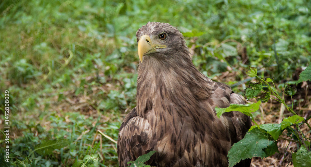 Fototapeta premium Eagle. Eagle in the wild. Eagle on a green background