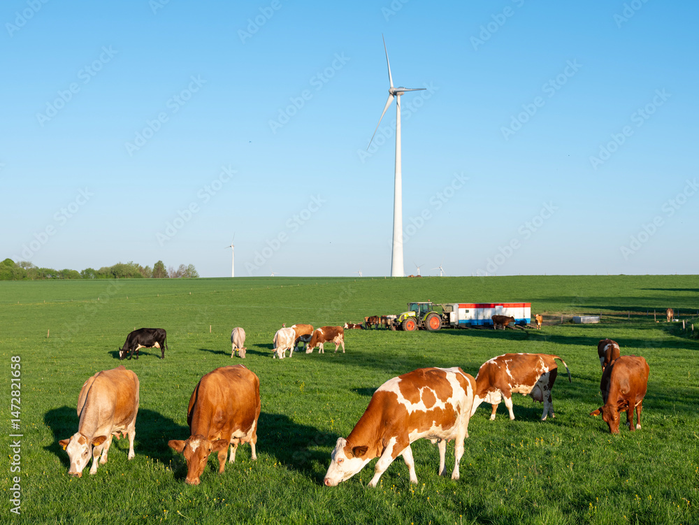 cows and milking machine in green meadow under blue sky in luxemburg