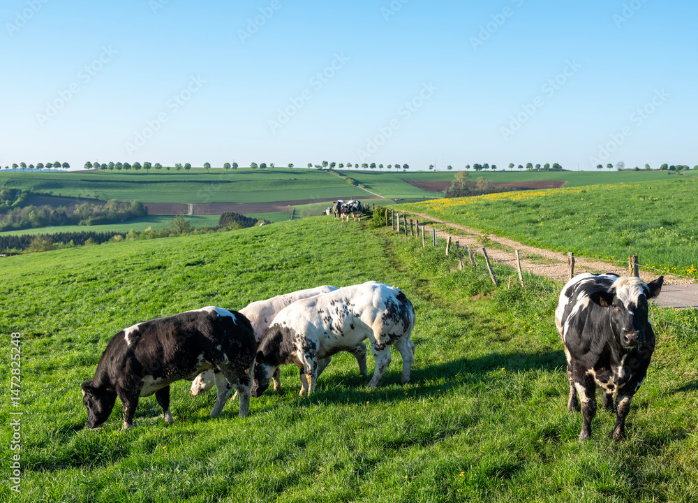 black and white spotted beef cows in green meadow with yellow spring flowers under blue sky in eislek