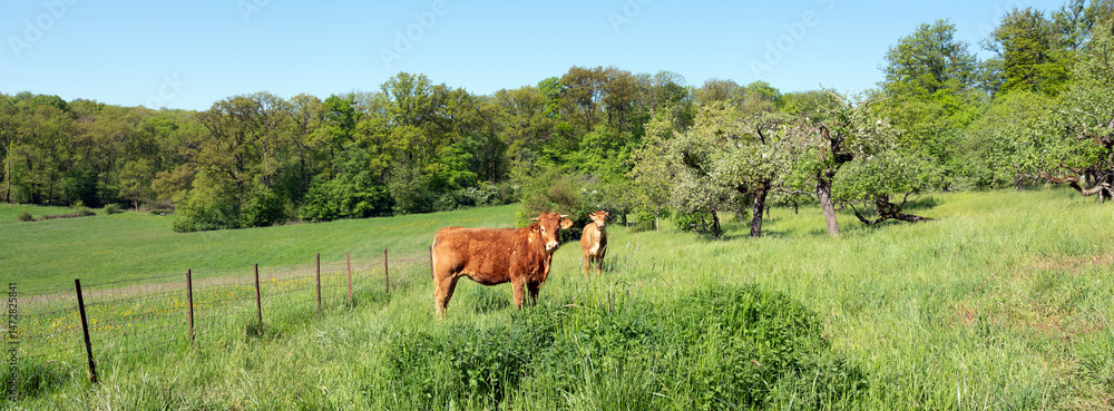 brown cow and calves in orchard near meadow in south luxemburg