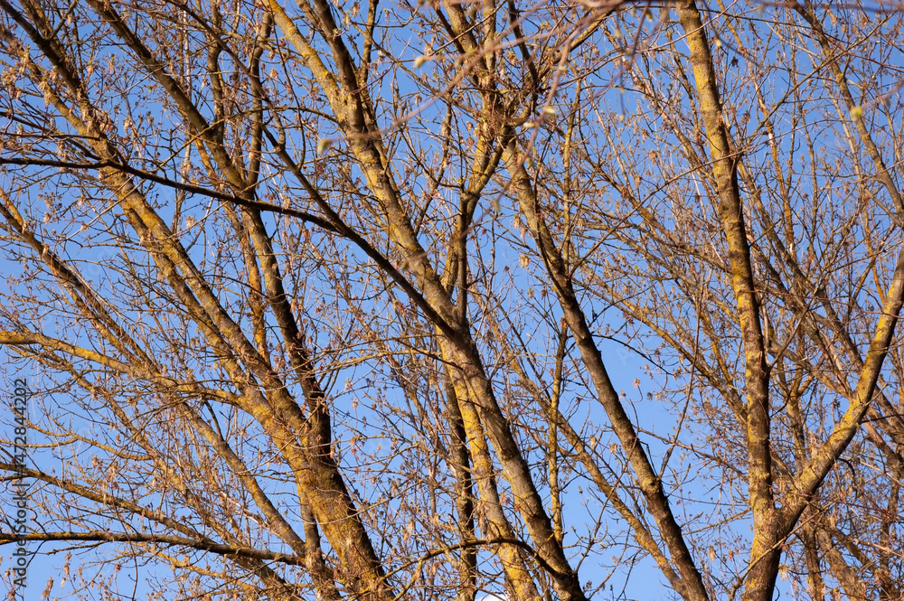 Obraz premium Tree branches with spring buds against the sky