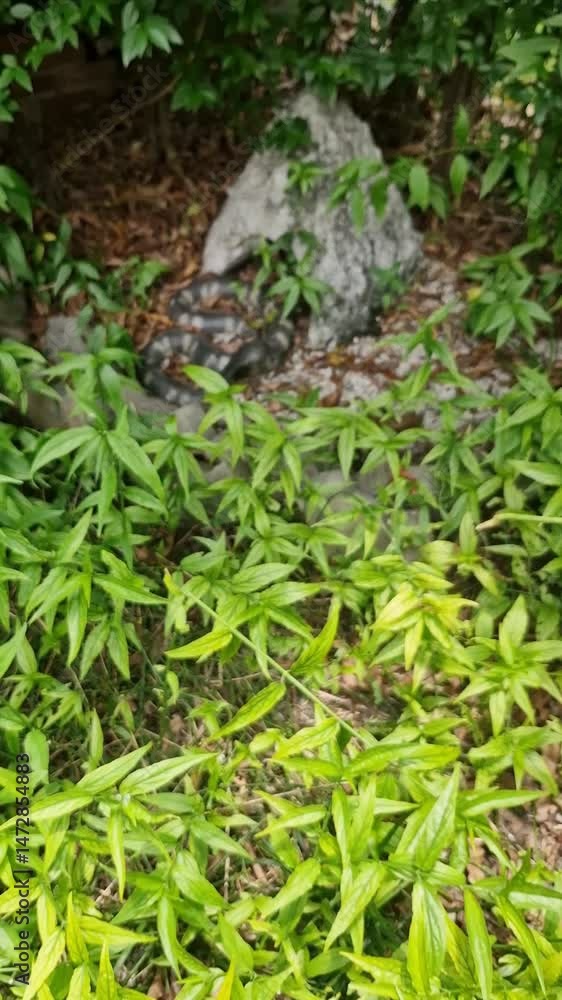 fear of a plastic model of a snake that looks like it's alive and is placed among rocks and bushes in an outdoor exhibit fear of a plastic model of a snake that looks like it's alive and is placed among rocks and bushes in an outdoor exhibit
