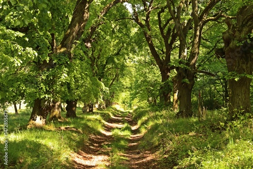 Die Lindenallee bei Ichstedt in Thüringen im Mai