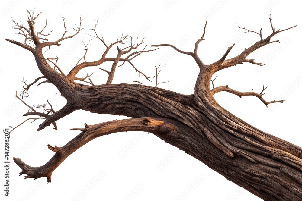 Fototapeta premium Ancient Tree Silhouette: A striking, weathered tree stretches across the scene, its gnarled branches reaching outwards against a backdrop of emptiness.
