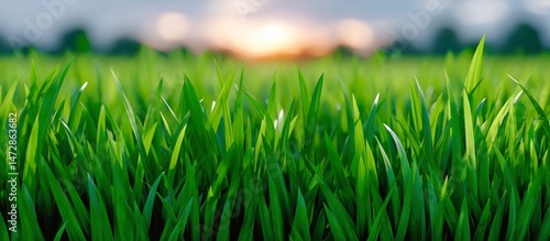 Vibrant Green Grass Swaying Gently in the Breeze During Sunset
