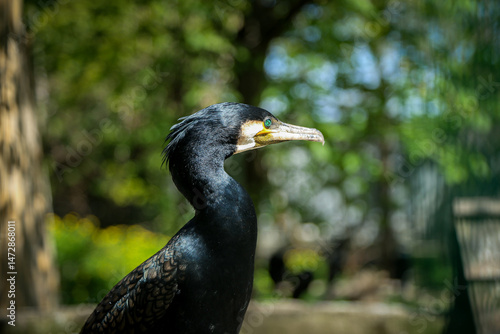 Isolation. Cormorant poses for camera for amazed crowd at zoo