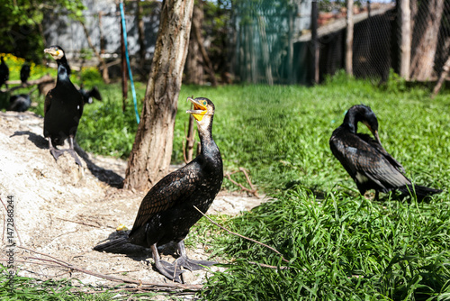 Three boklans on holiday at the zoo