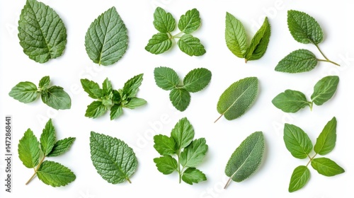 Collection of assorted green leaves from tropical plants isolated on white background minimal botanical flat lay concept