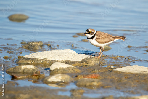 Tablou pe pânză The little ringed plover, Charadrius dubius looking for food in water on the bea