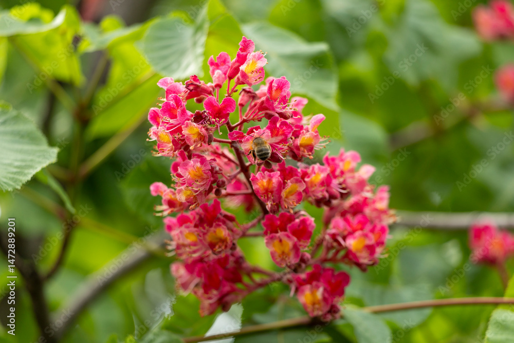 Close-up of a vibrant blossoming red horse chestnut tree Close-up of a vibrant blossoming red horse chestnut tree