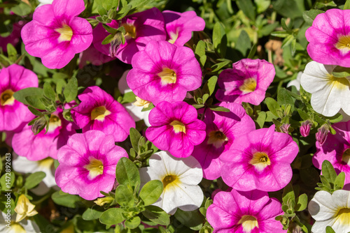 Colorful flowers of Calibrachoa also known as Million Bells  blooming as annual summer flowers in the garden during summer
