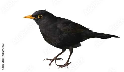 Quadro su tela Common blackbird, Turdus merula, isolated on white background, clipping