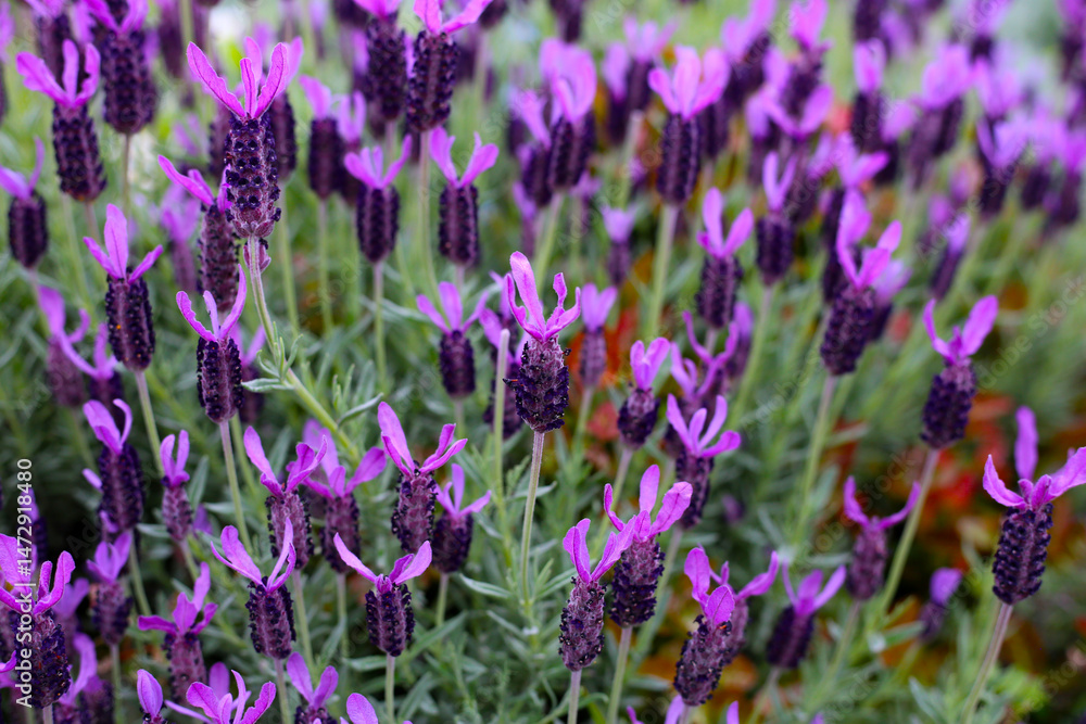 Naklejka premium Beautiful purple flowers of French Lavender