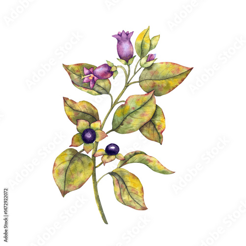 Konstfotografi Watercolor botanical illustration belladonna, Atropa belladonna with flowers and dark berries