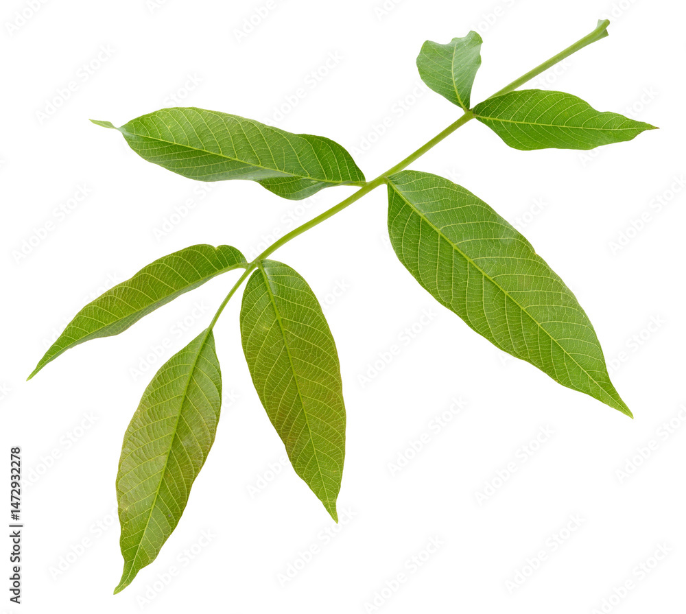 Fototapeta premium Single fresh green walnut leaf Juglans regia, isolated background