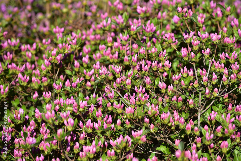 Close-up of purple Rhododendron indicum buds in spring. Azalea bushes are blooming in the garden. Beautiful natural background Close-up of purple Rhododendron indicum buds in spring. Azalea bushes are blooming in the garden. Beautiful natural background