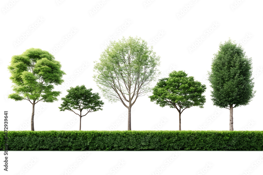 Obraz premium Trees and hedge row isolated on black background on transparent background
