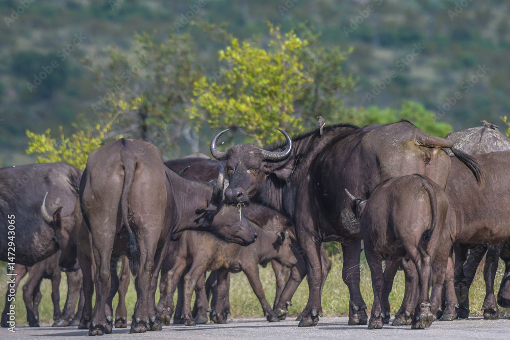 Fototapeta premium Big five herd of Buffalo during safari in Kruger national park