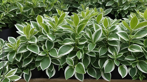 Euonymus fortunei emerald gaiety green and white plant leaves