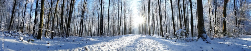 Fototapeta premium winter forest covered in a blanket of snow