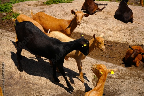Pequeño rebaño de cabras de una granja.