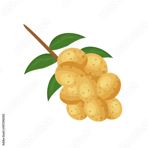 vector illustration of longan fruit.isolated background
