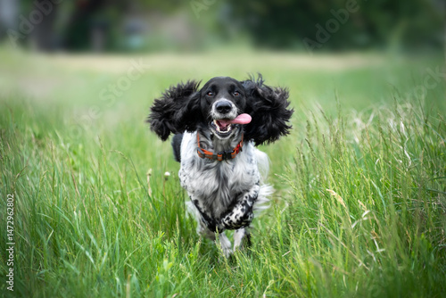 A cheerful black and white spaniel dog with long furry ears runs on green grass. A walk with a hunting dog in the field.