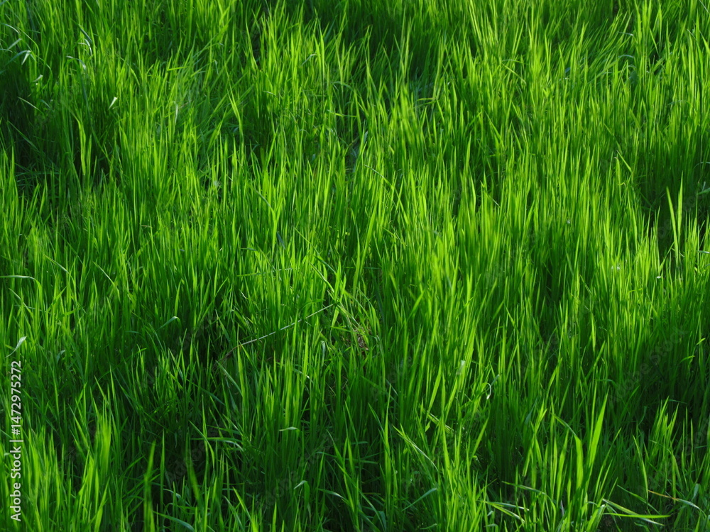 Green grass Green grass