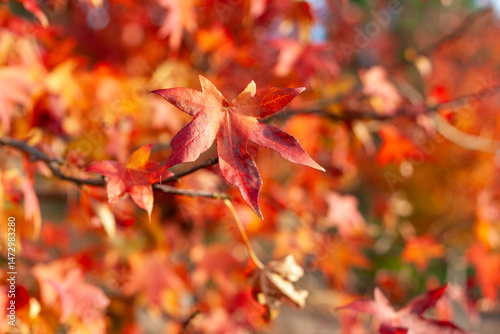 Colorful liquidambar styraciflua leaves in autumn