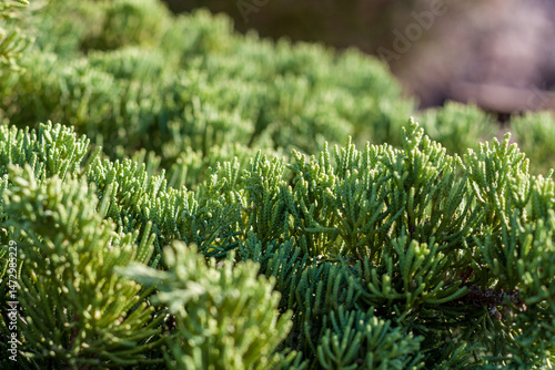 Green foliage closeup of Chamaecyparis obtusa, Nana Gracilis