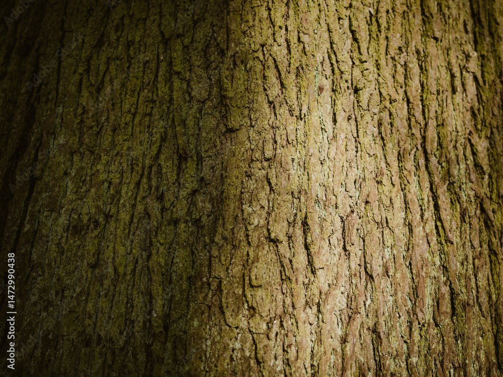 Obraz premium Texture of bark on tree trunk