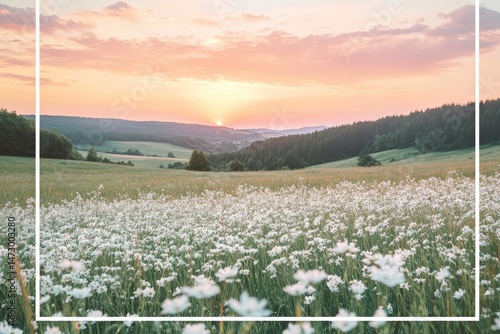 A vast field of white flowers stretches towards a serene sunset over rolling hills.  Soft light bathes the landscape in warm hues