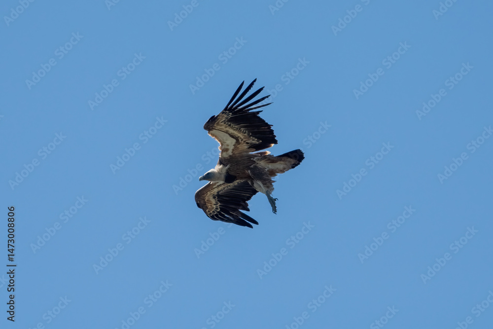 Obraz premium Aves rapaces, aves zancudas y otras especies en hábitats mediterráneos y humedales ibéricos. Biodiversidad de aves en el Parque Nacional de Monfragüe