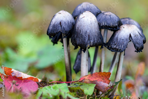 Cluster of Wild Inky Cap Mushrooms with Dark Caps on Forest Floor in Autumn with Colorful Fallen Leaves